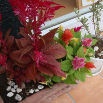 秋の花ケイトウを店先に。