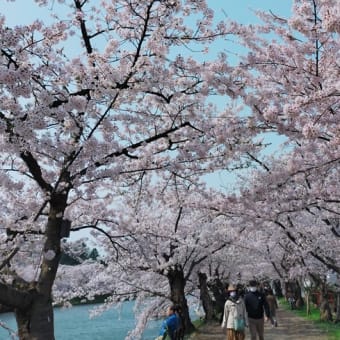 弘前公園の桜まつりへ