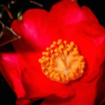 冬の花