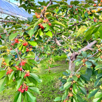 7月6日（木）園内状況🍒