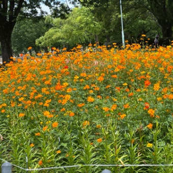 千種公園、ゆりえん