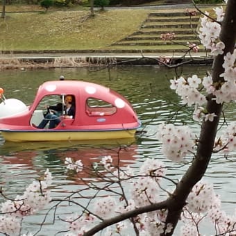 my hobby life  桜、ウエスタン航空編