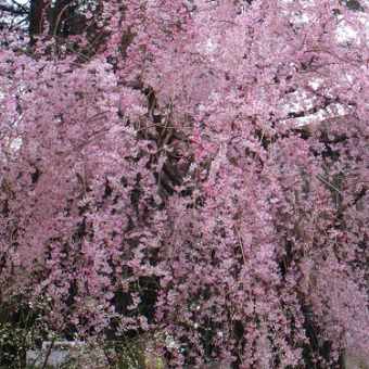 神田川の桜