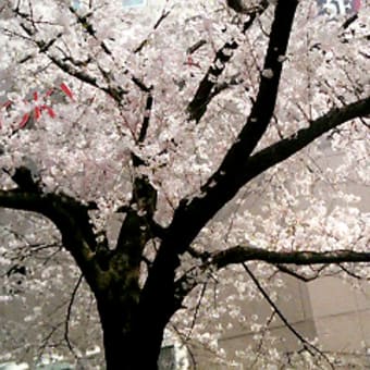 宮下公園の桜