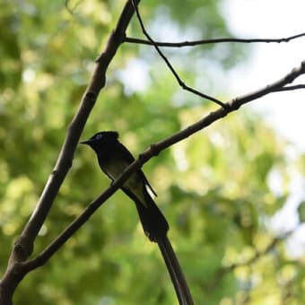 今日の鳥見