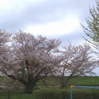 桜～八重桜～(4月8日)お釈迦様-花祭り