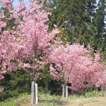 桜公園の光陽さくらも咲き始めました