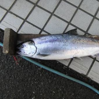 ２月２１日の釣果
