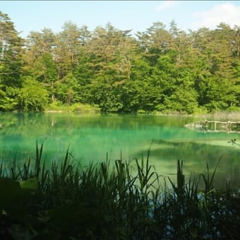 美しい青沼、足元にタニギギョウが咲く。
