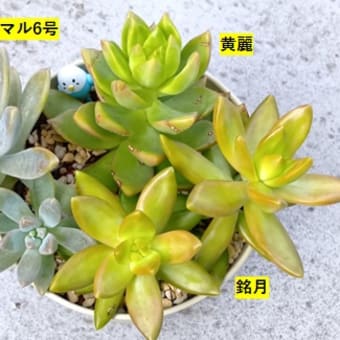 銘月と寄せ植えミニマル　他　20250706