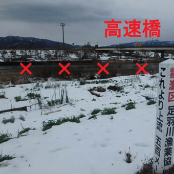 解禁情報　サクラマスエリア