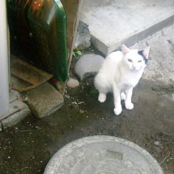 「猫とりこ　毎日スター　入れ替わり」　　　キャット川柳