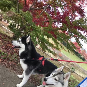 紅葉🍁