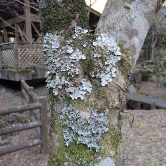 須津川渓谷の地衣類：幹の上部にウメノキゴケ、その下にマツゲゴケらしきものが付いています