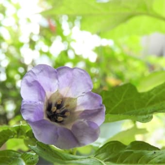 クロホオズキ　　　　のこり夏をつかまえて　　　千葉県市川浦安アスファルト脇植物園・自宅