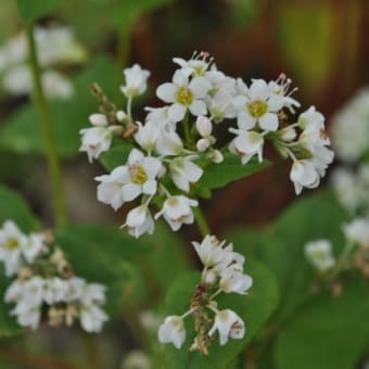 そばの花