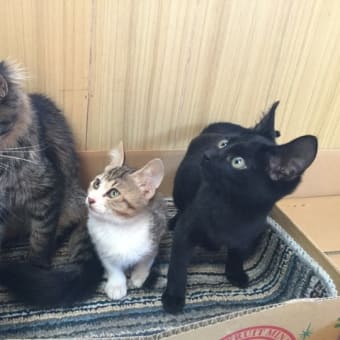 部屋の改造☆保護した子猫たち12匹の専用ルーム~♪