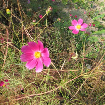 野の花