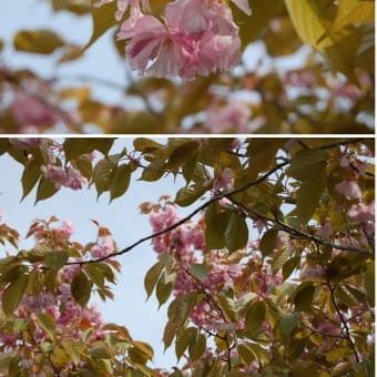 ☆　捨吉さんから　頂きました　桜