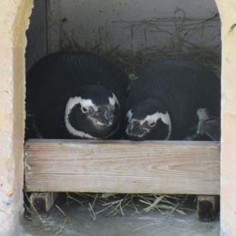 ユキヒョウのミュウと、ペンギンの恋のお話