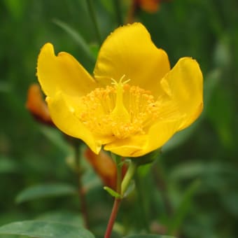 花？華？華やか！