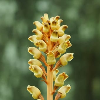 花の端境期の水林自然林には菌従属栄養植物などが（2025.6.8）#1