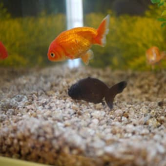 こぐまちゃんになりきる　tama2歳3ヶ月