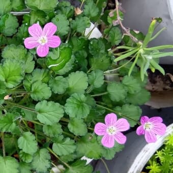 華さんごのお花　他　20250529