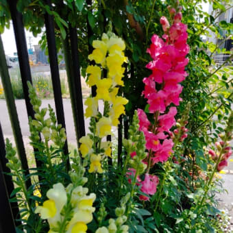 ミックスレタス〜花束みたい