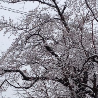 桜咲いた？　雪の桜？？