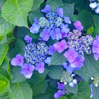 心を潤してくれる､色彩豊かな､紫陽花たちっ♡