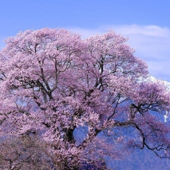 山高の一本桜(4/11 m)