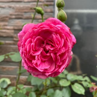 小山内健さんのバラ、シルフィシルフィとつるバラ２番花