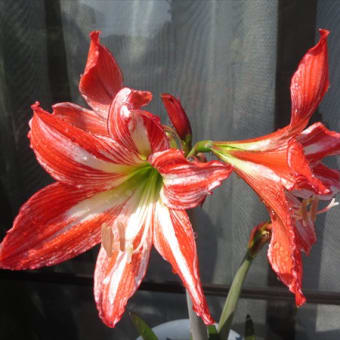 実生アマリリスの花が咲きました！