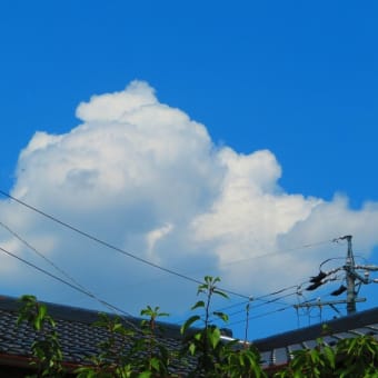今日も真夏日、涼を求めて散歩！