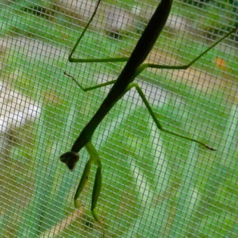 夏の虫・コガネムシとカマキリ