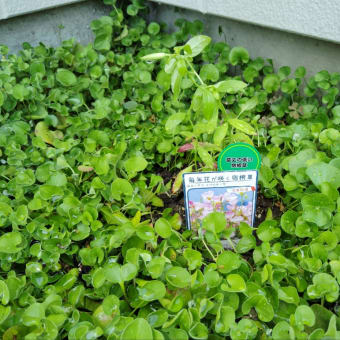 My　garden【ガウラ　スパークル　ホワイト】宿根草