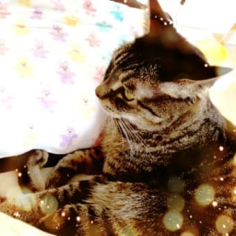 今夜もリハなり。
