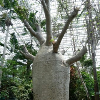 広島市植物公園にて