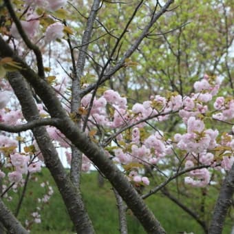 柏原市　竜田古道の里山公園の桜