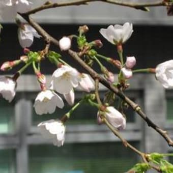 桜。