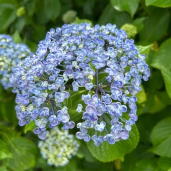 高知　星ヶ丘公園の睡蓮と紫陽花