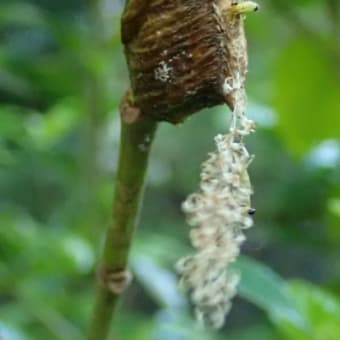418　ハラビロカマキリの孵化（4年前）