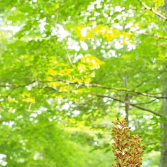 花の端境期の水林自然林には菌従属栄養植物などが（2025.6.8）#2 そして四季の里バラ園に