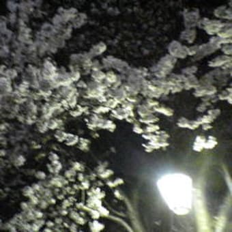 日暮里の夜桜＃２