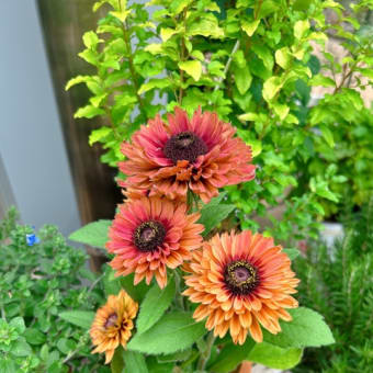 お買い物ついでにローズガーデン＆大型園芸店へ🌼