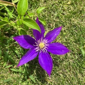 帰り花　お盆準備