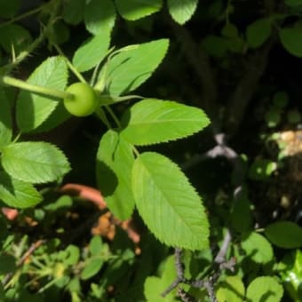 花が散って、実になりました