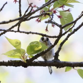 エナガ採餌中