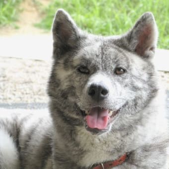 あきちゃんは秋田犬。